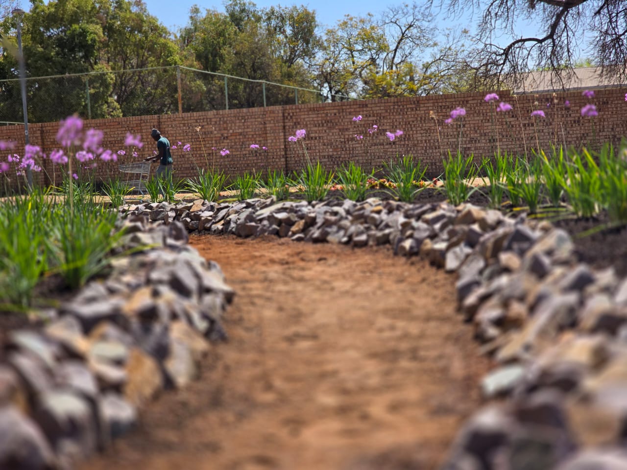 Rock garden path with agapanthus in bloom